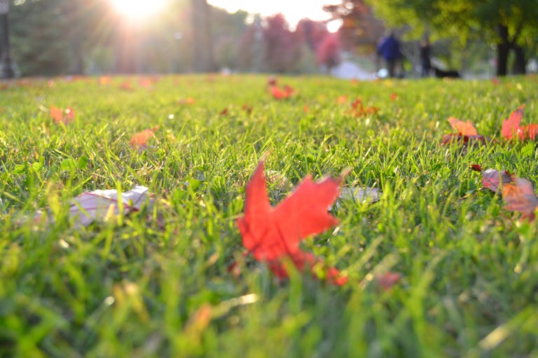 Vibrant autumn leaves scattered on sunlit grass in a serene park setting.